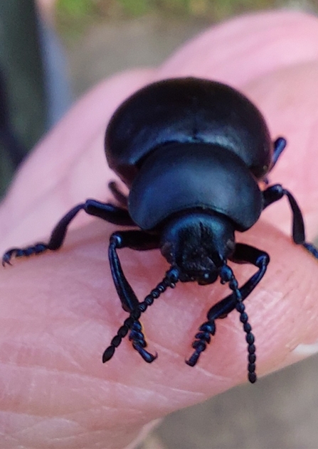 bloody nosed beetle!