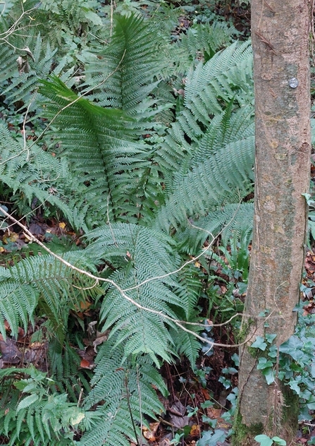 Fern