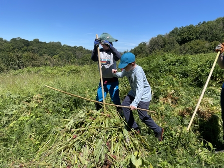 Balsam bashing 