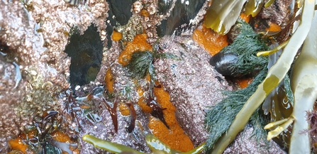 algae, sponges and molluscs Shoresearch Rhosneigr - NWWT