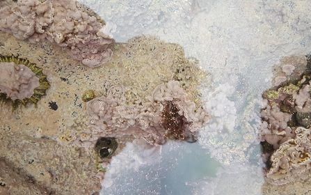 Pink encrusting algae Trearddur bay - NWWT