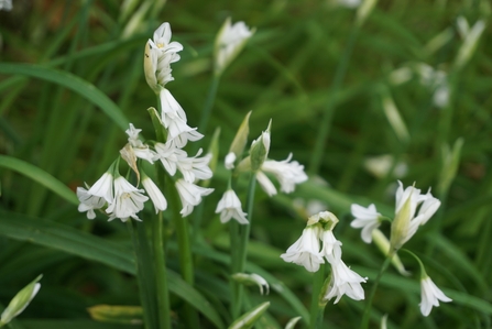 Allium triquetrum