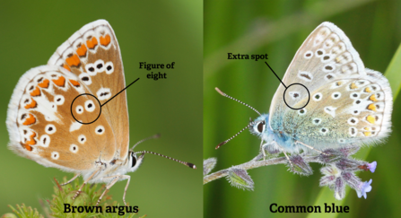 Common blue and brown argus comparison 