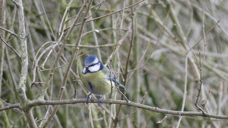 Photo of a bluetit perched on a branch. Behind the bluetit are more branches.