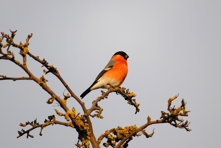 Photo of a bullfinch standing on a prickly tree branch. 