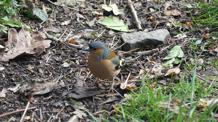 Photo of a chaffinch, perched on the ground amongst leaves and twigs. 