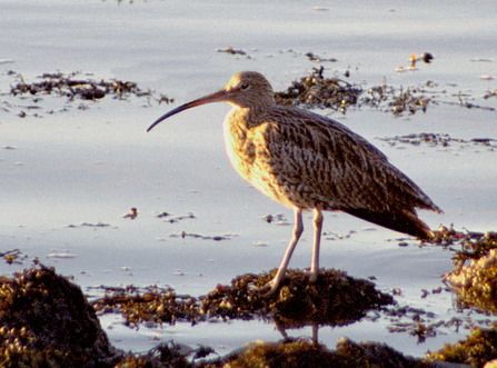 A photo of a curlew, out on water. 