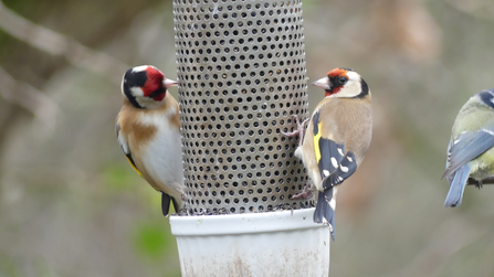 A photo of two goldfinches, on each side of a bird feeder