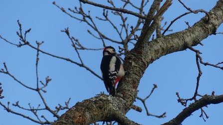 Photo of a great spotted woodpecker climbing a tree trunk. The woodpecker is facing towards the right and the photo was taken from slightly below.