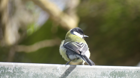 Photo of a Great Tit perched on a wooden beam.