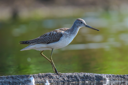 Photo of a greenshank, standing on a stone in front of water. 