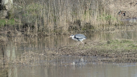Photo of a grey heron standing on a small island out on the lagoon of the Spinnies Abergowen Nature Reserve, overlooking the water