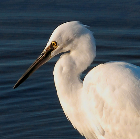 A picture of a little egret up close in shot.