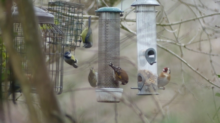 Photo of the four bird feeders found at the main hide at the Spinnies Aberogwen reserve. Three of the feeders have an assortment of songbirds on them, such as siskins, goldfinches and tits