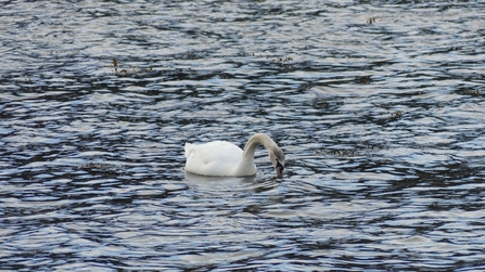 A mute swan out at sea. The swan is facing right and is looking down with its beak almost in the water.