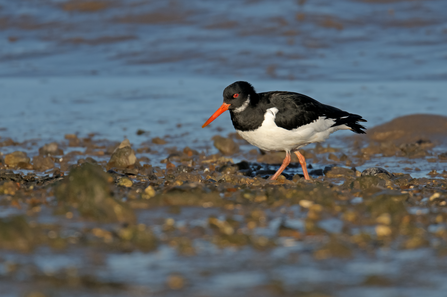 An oystercatcher, a bird with distinctive black and white body, and red bill, standing on small stones out on the water. 