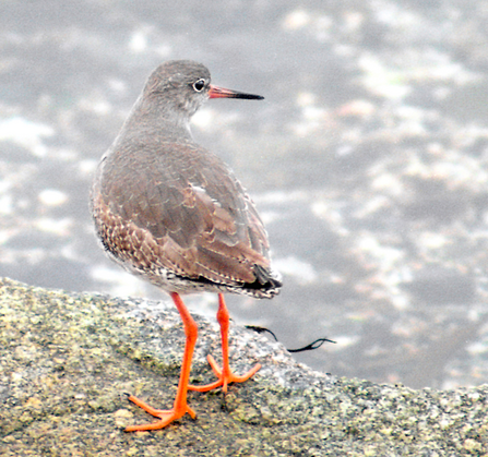 A photo of a redshank standing on a rock. Behind the redshank are more rocks, debris ad sand.  