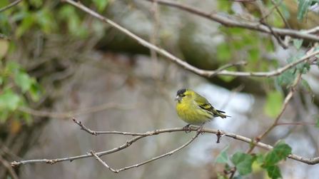 Photo of a siskin perched on a thin tree branch.