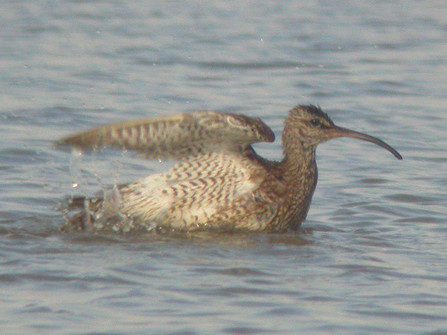 A photo of a whimbrel on the water. The whimbrel is facing right, floating on the water with its left wind slightly raised