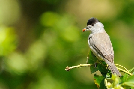 Photo of a blackcap on a small green twig. 