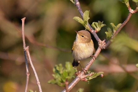 Photo of a chiffchaff on a small upright branch. 