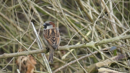 Photo of a house sparrow perched on a thin branch. Behind the sparrow are more branches and twigs. 