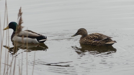 Photo of two mallard out on water. Both are facing left. The mallard on the left is a male and the mallard on the right is a female