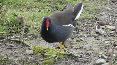 Photo of a moorhen. The moorhen is facing towards the camera, its red beak in full view
