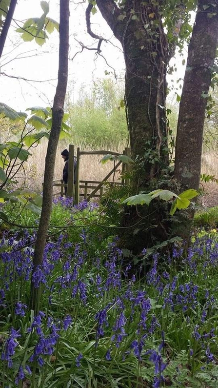 Photo of the former dipping pond board at the Spinnies Aberogwen Nature reserve. The board sits out onto the lagoon behind a tree and many bluebells. Noreen's husband stands on the board, looking over the left hand side.