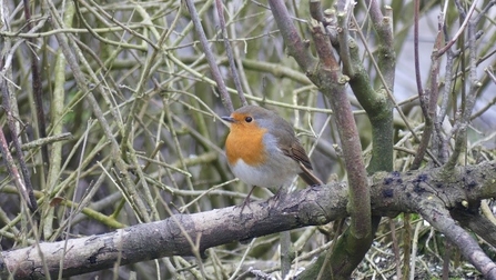 Photo of a robin on a tree branch. Behind the robin are more branches twigs. 