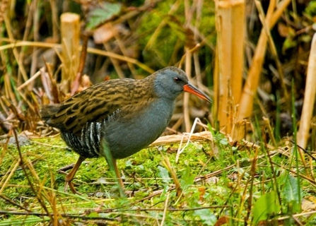 Photo of a water rail walking over grass and plants in a clearing surrounded by bushes. 