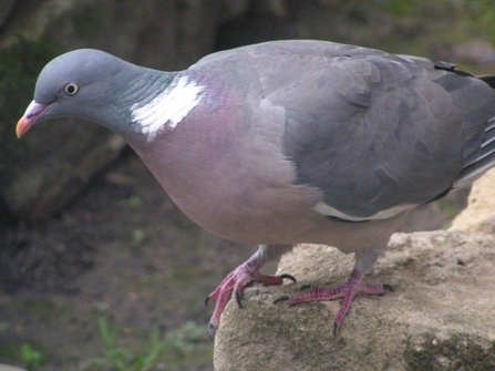 Photo of a wood piegon standing on a rock. The wood pigeon is facing left