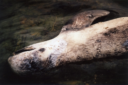 dead Risso's dolphin - Ben Stammers