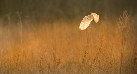 Barn owl