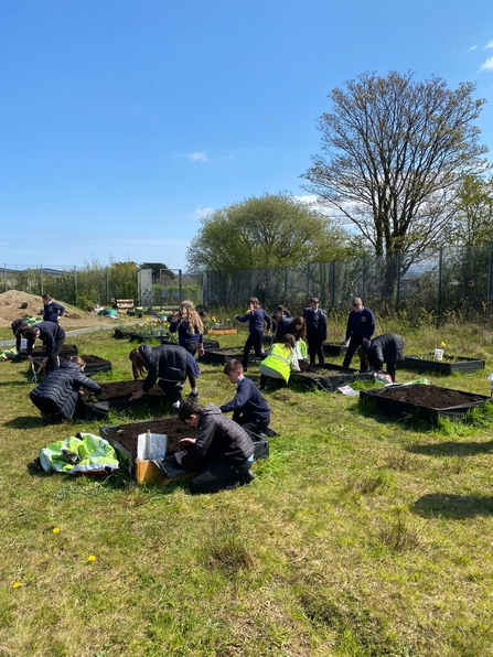 Secondary school pupils outdoors in the sun planting into several raised beds