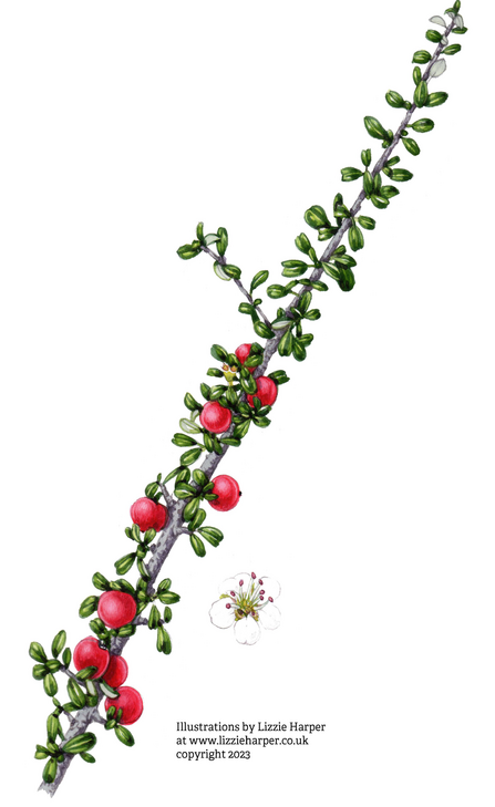 Entire leaved Cotoneaster ©Illustrations by Lizzie Harper at www.lizzieharper.co.uk copyright 2023