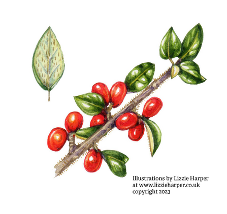 ©Illustrations by Lizzie Harper copyright 2023 Himalayan cotoneaster 