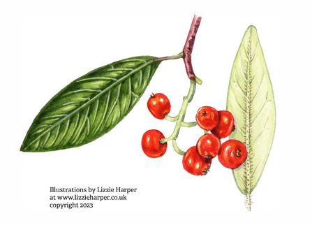 Hollyberry cotoneaster Illustrations by Lizzie Harper at www.lizzieharper.co.uk copyright 2023