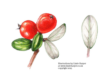 ©Illustrations by Lizzie Harper at www.lizzieharper.co.uk copyright 2023 Small leaved cotoneaster