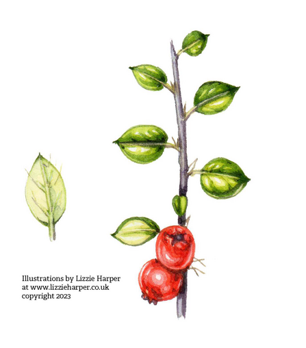 ©Illustrations by Lizzie Harper at www.lizzieharper.co.uk copyright 2023 Wall cotoneaster (C. horizontalis)