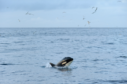 Orca breaching the ocean surface