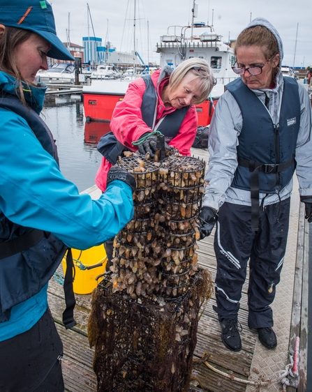 Oyster Monitoring at Hartlepool - three people stand in a harbour with oysters