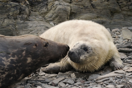 Seal pup and mum