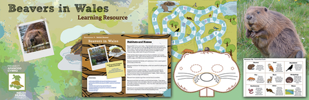 Beaver resource pack ENGLISH