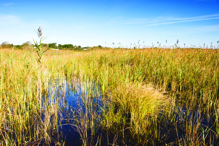 Anglesey fens wetland