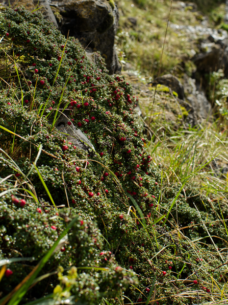 Cotoneaster Mynydd Marian Limestone grassland