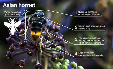 Asian hornet Infographic from DEFRA