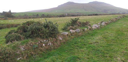 Bryn Ifan field boundary with views of Bwlch Mawr