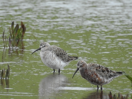 Curlew sandpiper Cemlyn Hannah Smith