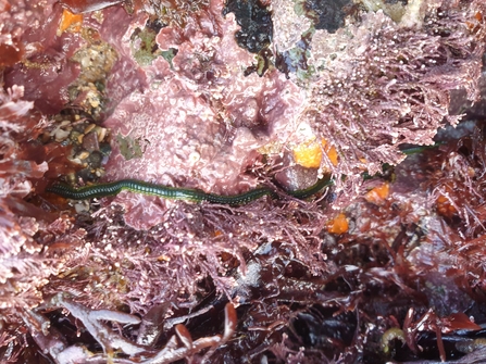 picture of a green worm in pink algae